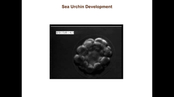 Short Video: Sea Urchin Embryonic Development