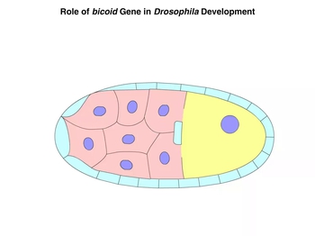 Animation: Role of bicoid Gene in Drosophila Development