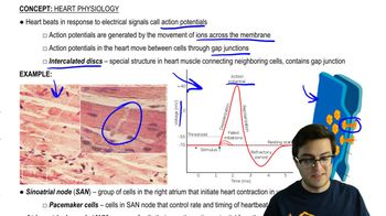 Electrical Signals of the Heart