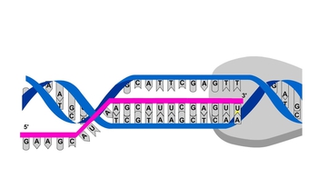 Animation: Elongation of the RNA Strand
