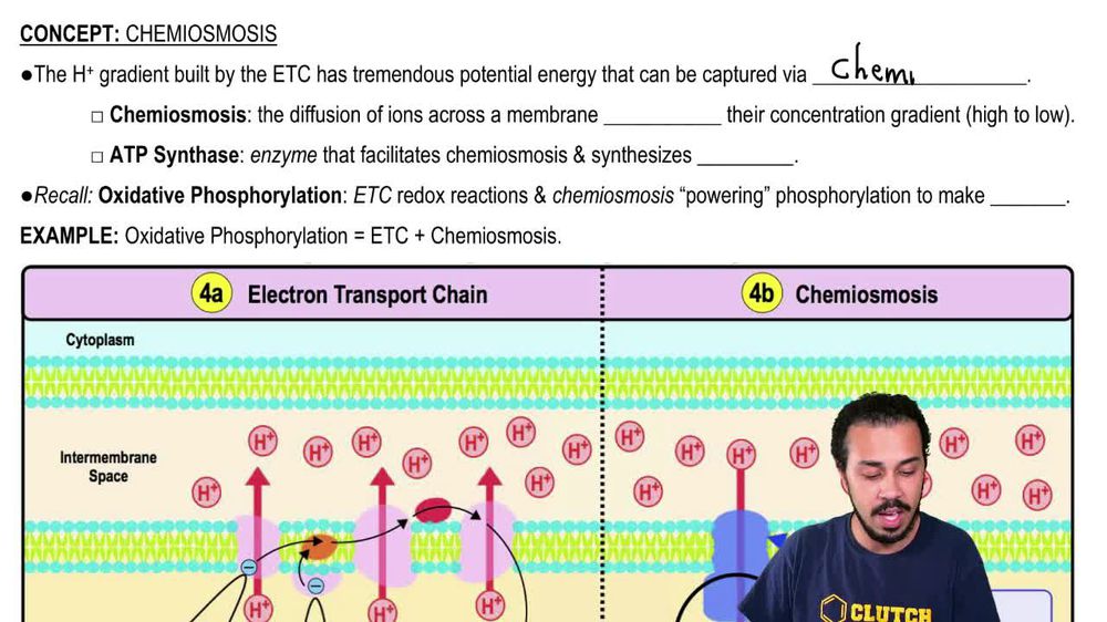 Chemiosmosis