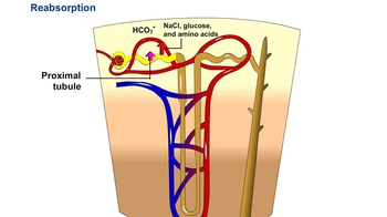 Animation: Nephron Function
