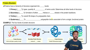 Protein Structure