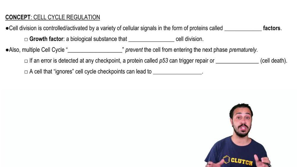 Cell Cycle Regulation