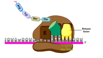 Animation: Termination of Translation