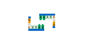 Animation: Restriction Enzymes