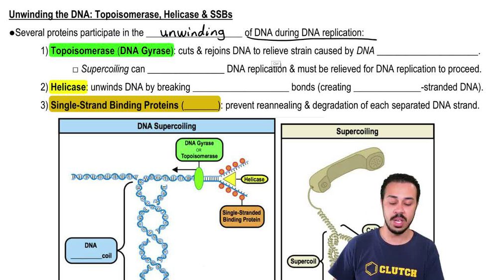 Unwinding the DNA: Topoisomerase, Helicase & SSBs
