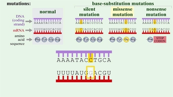 Animation: Mutation Types