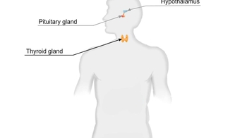 Animation: Endocrine System Anatomy 