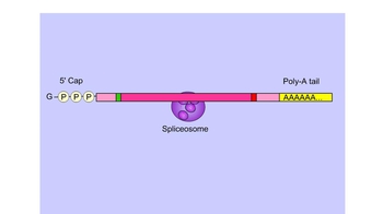 Animation: A Spliceosome