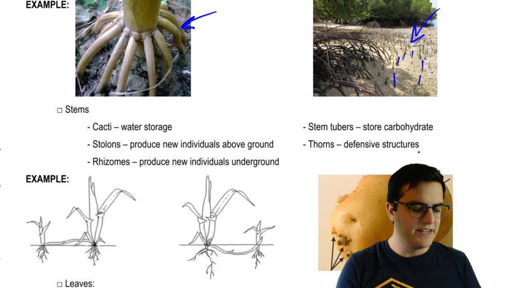 Phenotypic Plasticity