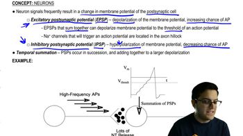 Postsynaptic Potentials and Summation