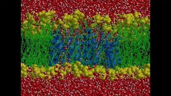Animation: Membrane in Motion
