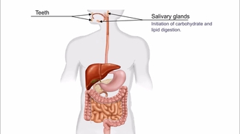 Animation: Overview of the Human Digestive System
