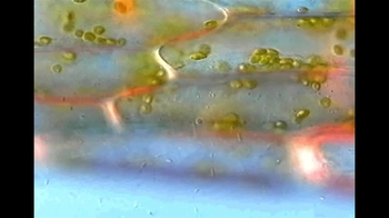 Short Video: Turgid Elodea