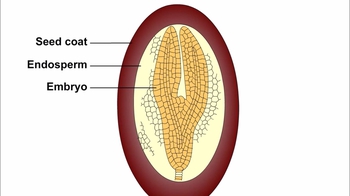Animation: Embryo and Endosperm Development