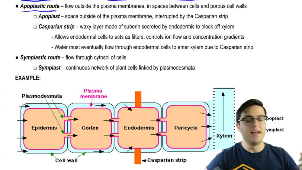 How Water Enters Xylem