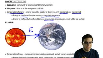Ecosystems, Energy, and Matter