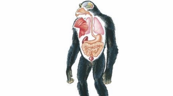 Animation: Overview of Animal Tissues