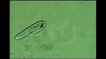 Short Video: Paramecium Cilia