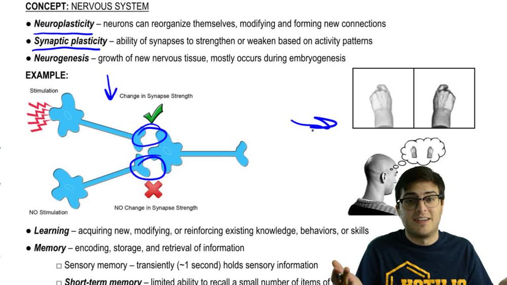 Neuroplasticity, Learning, and Memory