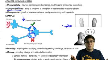 Neuroplasticity, Learning, and Memory