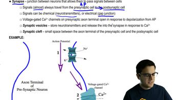 The Synapse