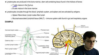 Lymphocytes