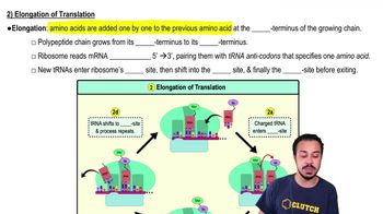 2) Elongation of Translation