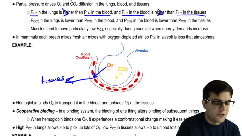 Diffusion of Gases