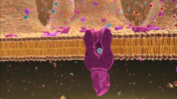 BioFlix: Membrane Transport Acoss Membranes