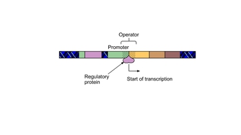 Animation: The lac Operon in E. coli 