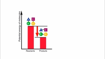Animation: Exergonic and Endergonic Reactions