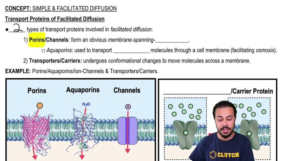 Transport Proteins of Facilitated Diffusion