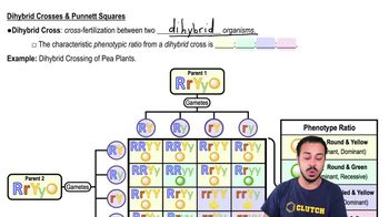 Dihybrid Crosses & Punnett Squares