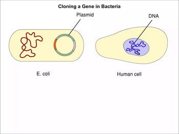 Animation: Recombinant DNA