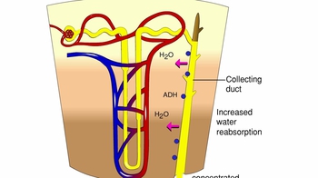Animation: Control of Water Reabsorption