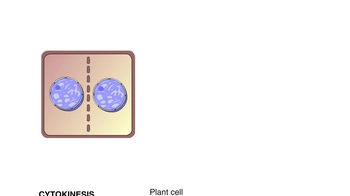 Animation: Cytokinesis