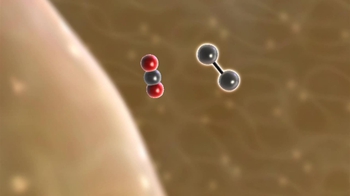 BioFlix: Acetyl-CoA Formation