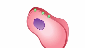 Animation: Binding of Hormones