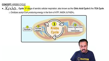 Krebs Cycle