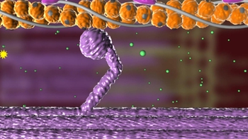 BioFlix: Roles of Calcium and ATP