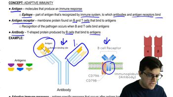 Adaptive Immune Response