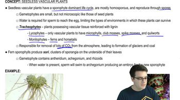 Seedless Vascular Plants