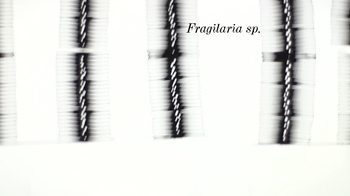 HHMI BioInteractive: Seeing the Invisible