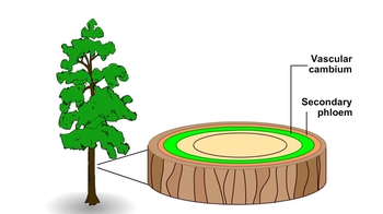 Animation: Primary and Secondary Growth