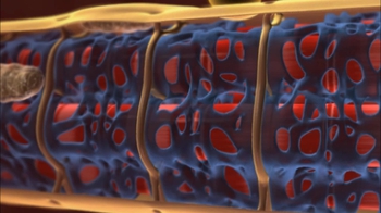 BioFlix: Muscle Structure