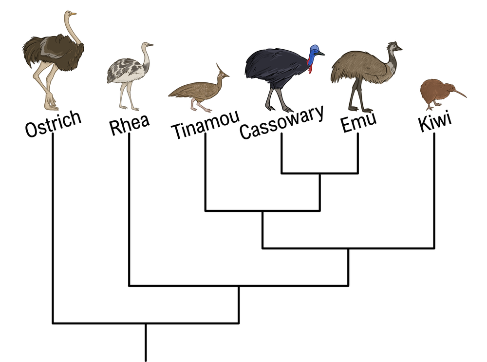 Phylogenetic tree showing relationships among ostrich, rhea, tinamou, cassowary, emu, and kiwi.