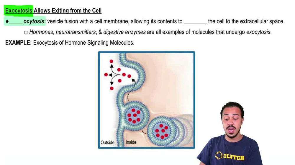 Exocytosis Allows Exiting from the Cell