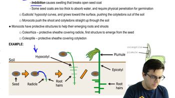 Germination